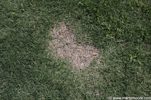 Why are there spots in my lawn - Dog urine spot in lawn