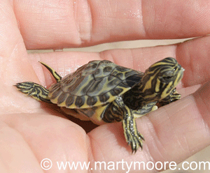 Baby water turtle