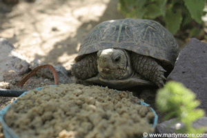 Land turtle eating