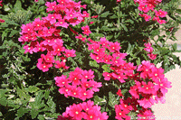 Verbina flowers