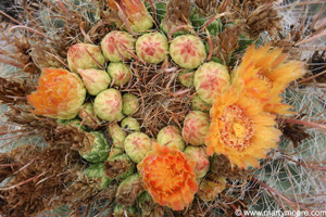 Fishhook Barrel Cactus flowers