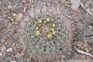 Fishhook Barrel Cactus