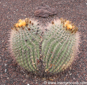 Twin Fishhook Barrel Cacti