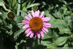Echinacia flower