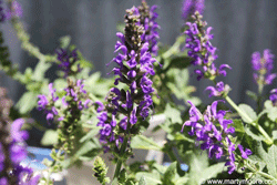 Purple Salvia plant