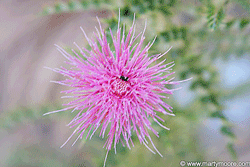 Pink Thistle flower