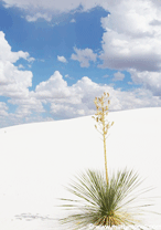 Day trip idea - White Sands National Monument