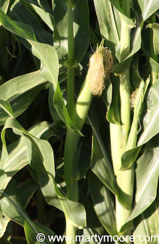 Controling corn ear worms