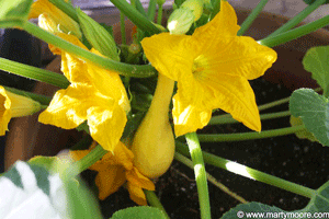 Squash plant flowers and fruit