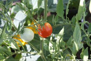Tomato gardening - Tomato plant and fruit