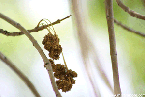 Flower galls on an Arizona Ash tree