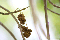 Arizona Ash flower galls