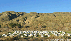 Field of bee hives