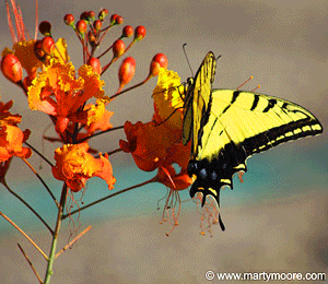 Yellow Butterfly on a Red Bird of Paradise