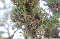 Control Spider mites on Cypress 
