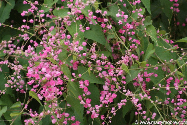 for flowering sun vines flowers Flowering vine Pink Coral Vines