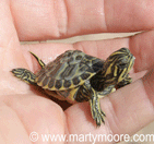 How to care for turtles - water turtles and desert tortoise care