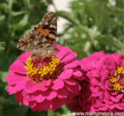 Butterfly Gardens - Plants that attract butterflies to gardens