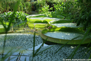 Installing a cheap pond - Pond with Victoria Water Lillies