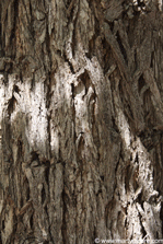 Bur Oak bark