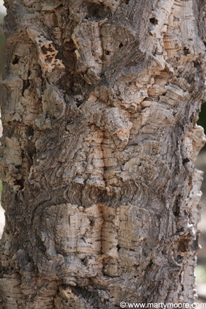 Cork Oak bark