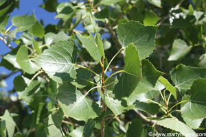 Cottonwood tree leaves