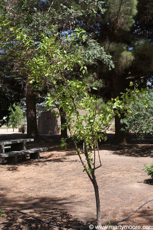 Crabapple tree growing in a desert garden