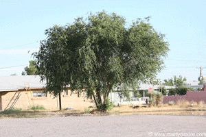 Siberian Elm tree, fast growing tree for the desert southwest garden