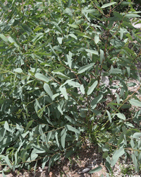 Eucalyptus tree