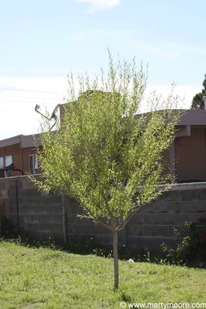 Globe Willow tree, fast growing tree