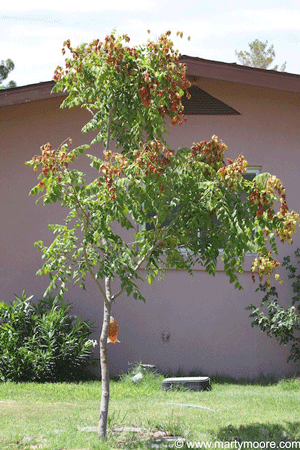 Golden Raintree with flowers in the southwest