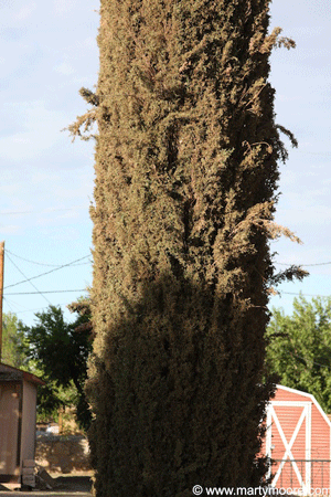 Italian Cypress - Bird damage