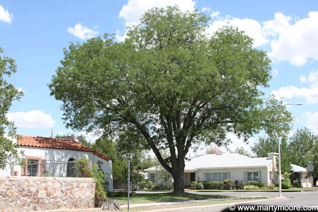 The Locust - Fast Growing Shade Trees For The Desert Southwest Garden 