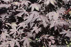 Japanese Maple Tree leaves