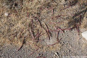 Mesquite seed litter