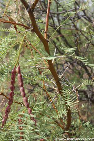 Mesquite tree thorns