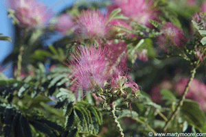 Mimosa tree flowers