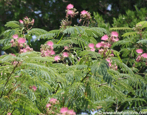 Mimosa tree leaves and flowers