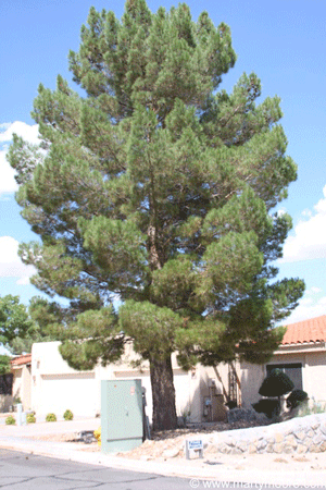 Mondale Pine tree