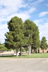 Mondale pine trees