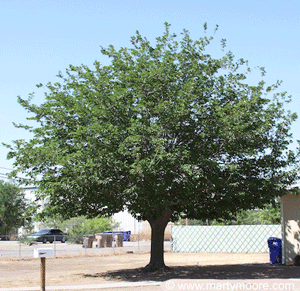 Fruitless Mulberry Tree
