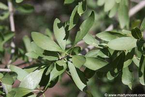 NM Privet shrub leaves