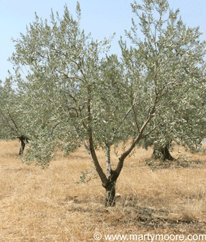 Field of Olive trees