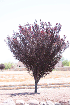 Purpleleaf Plum tree