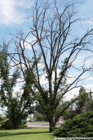 Pecan tree dying from lack of water
