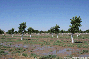 Pecan orchard with pecan trees in the southwest