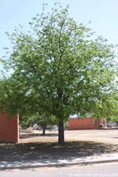 Pecan tree