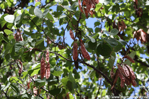 Redbud tree seed pods