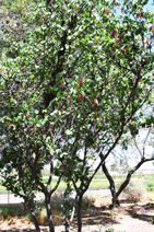 Redbud tree