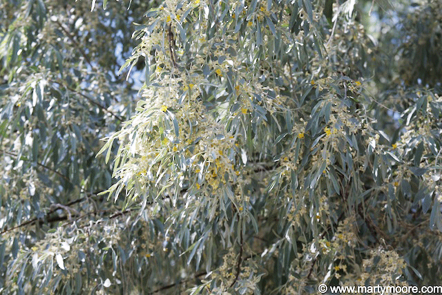 Russian Olive Tree